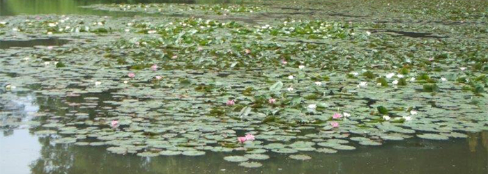 Wasserrosen